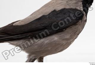 Carrion crow bird whole body wing 0001.jpg